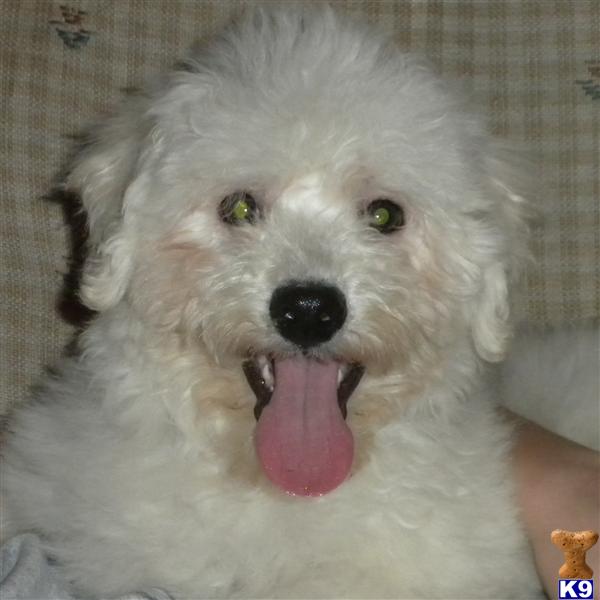 Stud Dogs - Bichon Frise